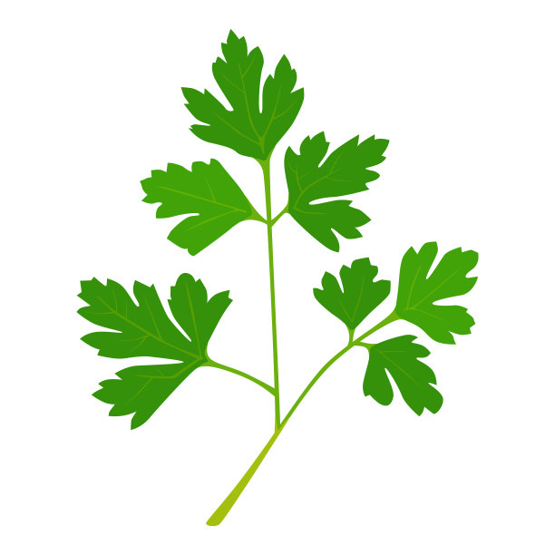 插图的草药。新鲜的意大利欧芹。图片下载