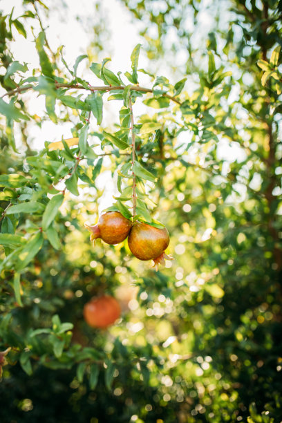 悬挂在树枝上的红色、橙色和成熟的石榴图片下载