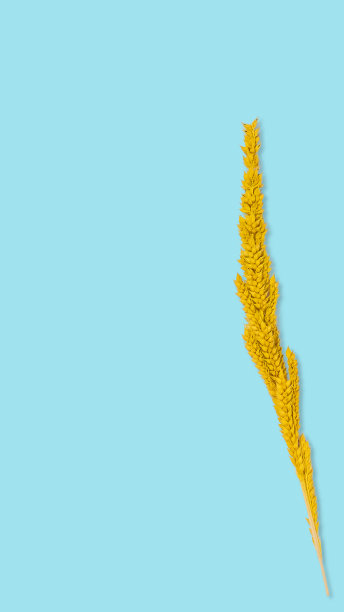 黄色干草花在蓝色粉彩背景墙纸背景和写笔记。图片下载