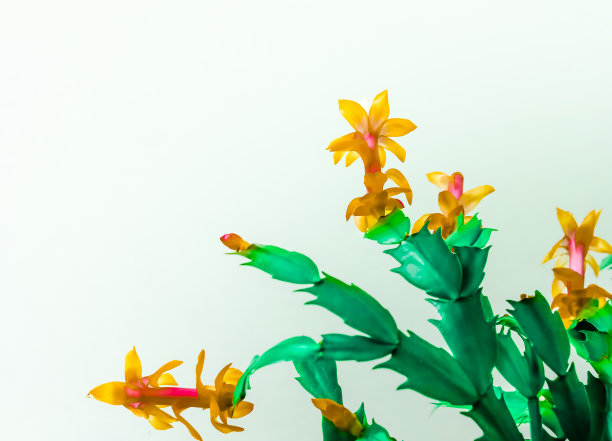 黄色的圣诞仙人掌图片下载