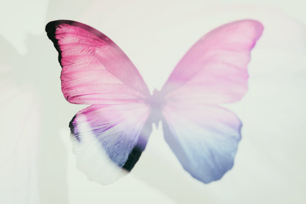 美丽的彩色的蝴蝶。抽象模糊。热带昆虫图片下载