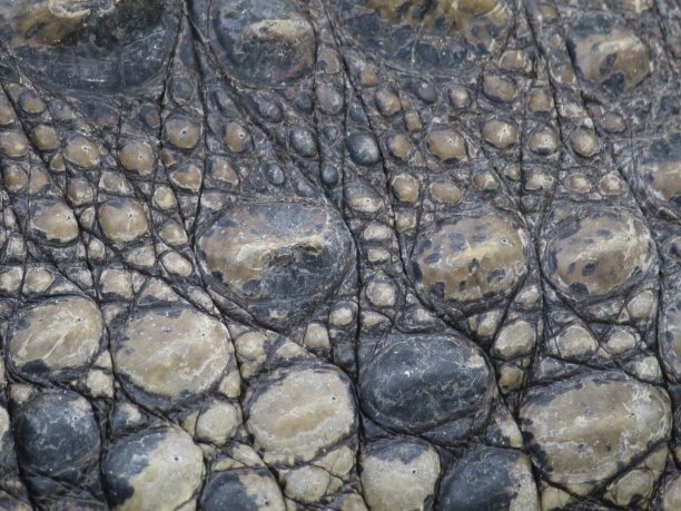 鳄鱼皮，背景和纹理的处理方法图片下载