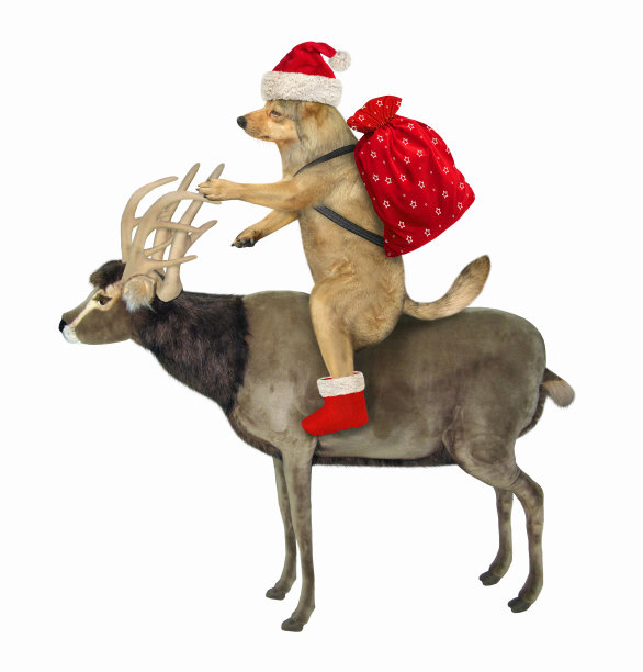 狗骑圣诞驯鹿图片下载