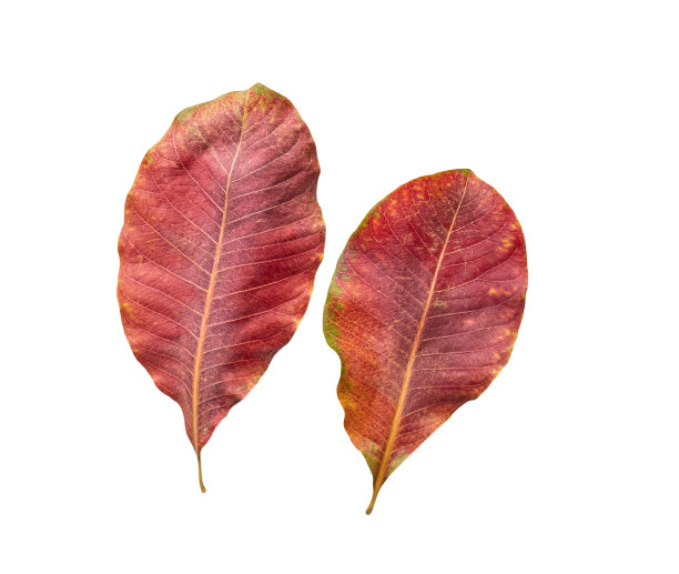 地上干枯的老树叶，孤立在白色的背景上图片下载