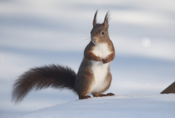 欧亚红松鼠图片下载