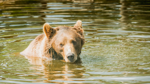 在挪威，斯堪的纳维亚半岛的棕色雄伟的棕熊图片下载