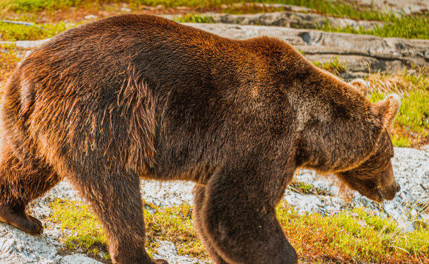 在挪威，斯堪的纳维亚半岛的棕色雄伟的棕熊图片下载