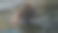 在挪威，斯堪的纳维亚半岛的棕色雄伟的棕熊图片下载
