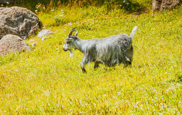 空地上的山羊图片下载