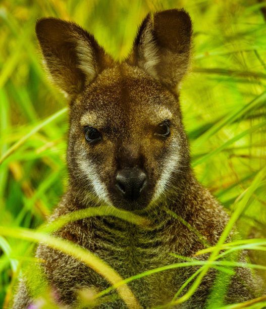 袋鼠肖像，非常近距离拍摄的照片图片下载