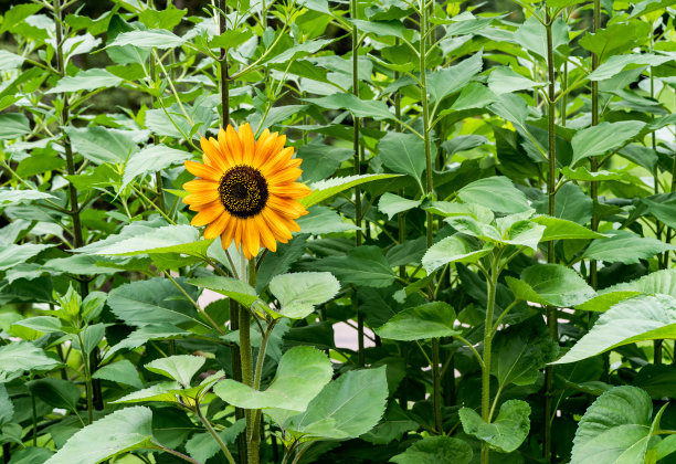 菊芋又称菊芋，微距拍摄图片下载