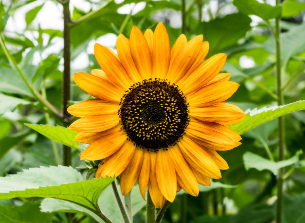 菊芋又称菊芋，微距拍摄图片下载