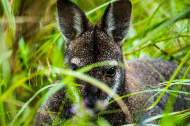 袋鼠肖像，非常近距离拍摄的照片图片下载