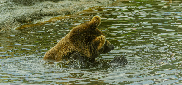 在挪威，斯堪的纳维亚半岛的棕色雄伟的棕熊图片下载