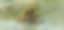 在挪威，斯堪的纳维亚半岛的棕色雄伟的棕熊图片下载