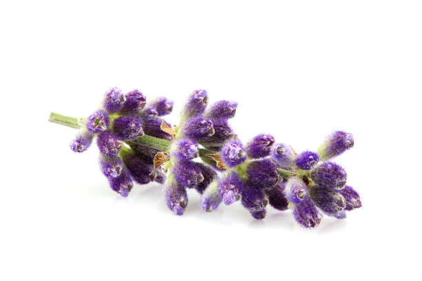 分离的新鲜薰衣草枝。图片下载