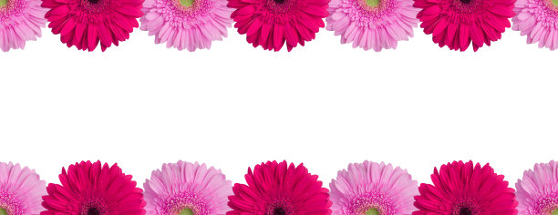 粉色和紫色非洲菊花边界上的白色背景孤立近，红色非洲菊花无缝图案，贺卡装饰框架，雏菊花装饰线，设计元素，复制空间图片下载