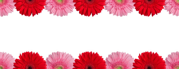 红色，橙色和粉红色非洲菊花边界上的白色背景孤立特写，非洲菊花无缝图案，贺卡装饰框架，雏菊花装饰线，设计元素，复制空间图片下载