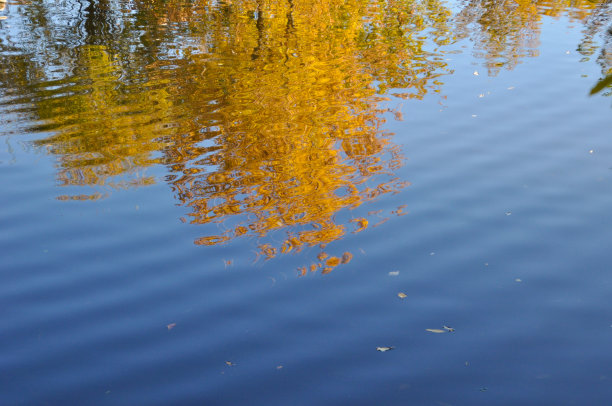 秋树在水中的倒影图片下载