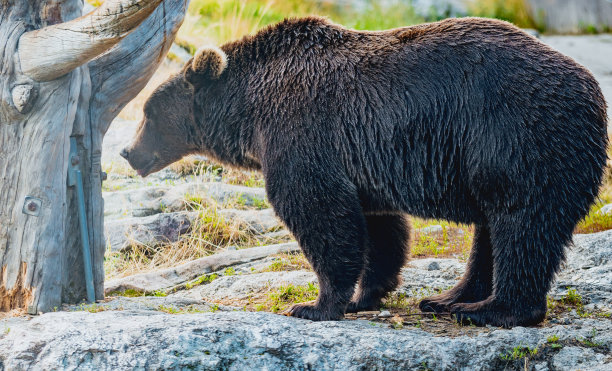 在挪威，斯堪的纳维亚半岛的棕色雄伟的棕熊图片下载