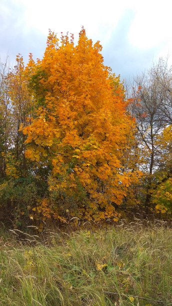 秋天的风景。金色的秋天。公园里的一棵树。股票的照片。没有人图片下载