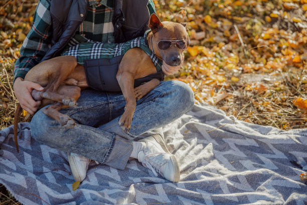 时尚狗狗戴着太阳镜的户外库存照片图片下载