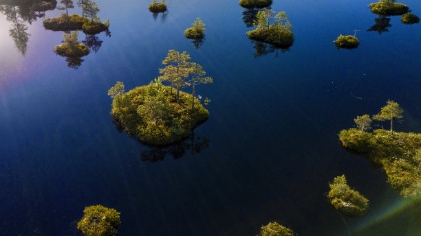 有树的沼泽岛。对空气的生态观点。图片下载