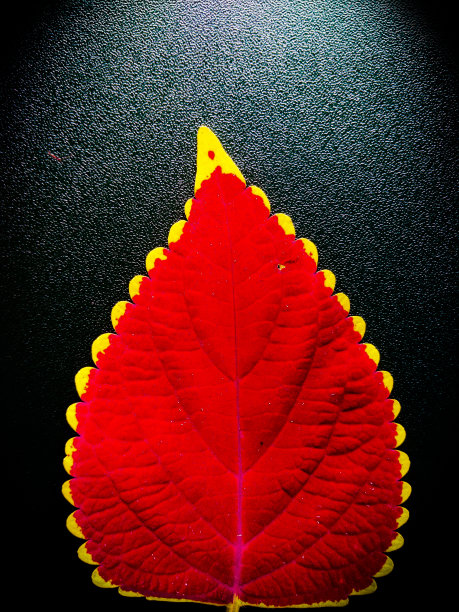 红色的叶子图片下载