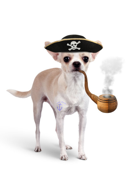 有趣的动物海盗，带着帽子和烟斗的狗图片下载