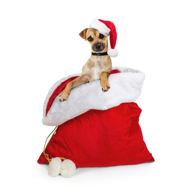 可爱的狗在圣诞老人的圣诞袋图片下载