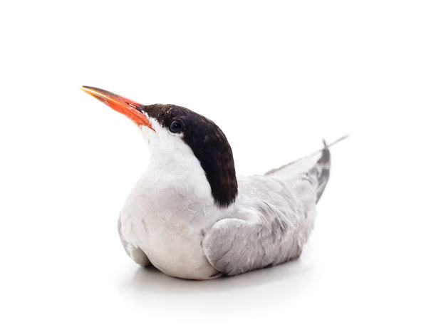 一个美丽的海鸥。图片下载