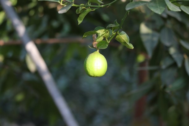 花园里树上的绿柠檬，花园里树上的绿柠檬。柠檬花园，夏日背景。图片下载