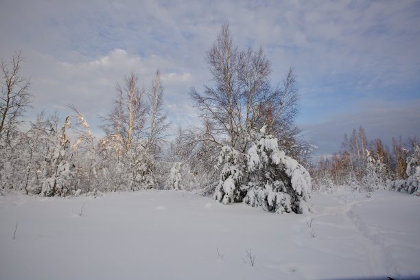 雪覆盖的树林里的小路图片下载