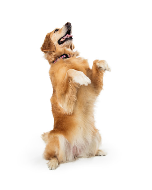 金毛猎犬在乞讨图片下载