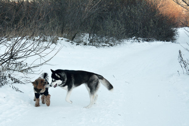 狗狗玩图片下载