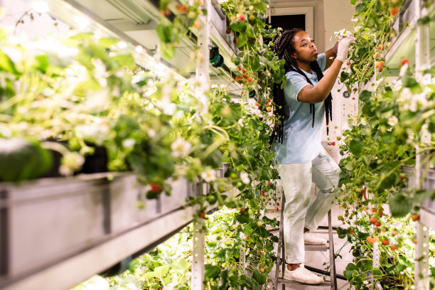 非洲女性照顾草莓作物，而站在阶梯上图片下载