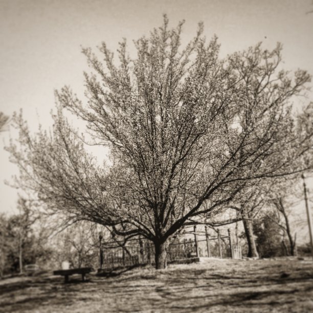 老墓地的树图片下载