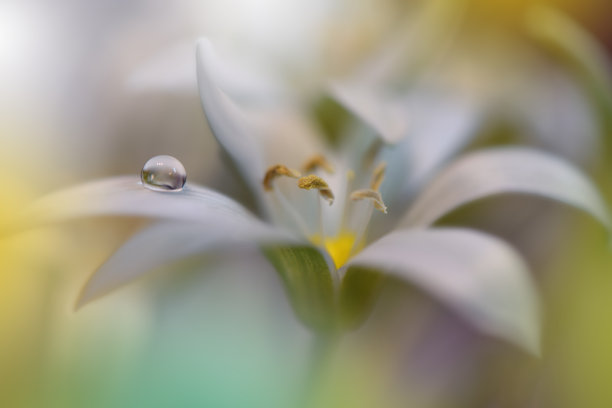 美丽的绿色自然背景。微距拍摄令人惊叹的春花。艺术设计。近距离摄影。概念抽象的照片。幻想的艺术。创意艺术墙纸。绿色Color.Colorful、颜色、植物。水滴。庆典和节日。图片下载