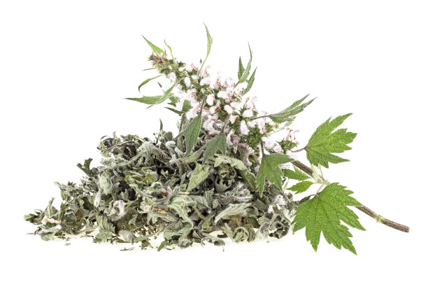 一堆干燥的益母草和新鲜的树枝在白色的背景上。易μ曹。图片下载