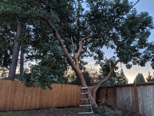 树梯子图片下载