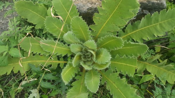 野生莴苣图片下载