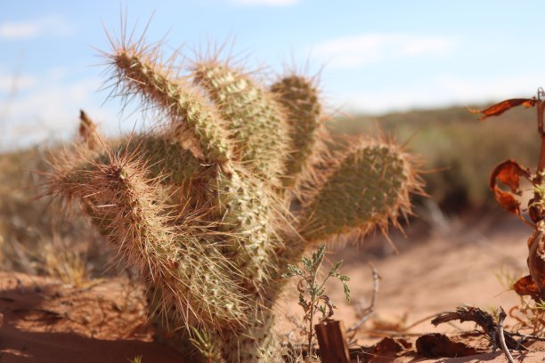 仙人掌近距离图片下载