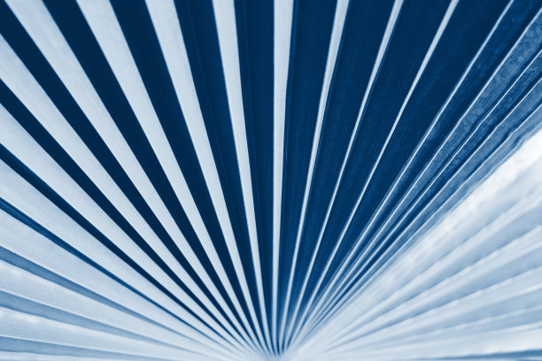 棕榈叶纹理色调在经典的蓝色。图片下载