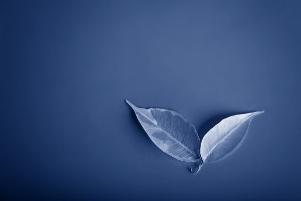 2020年流行色:经典蓝色。两个叶子。图片下载