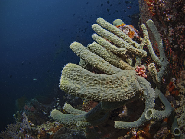 花瓶海绵、手指海绵(Callyspongia sp)图片下载