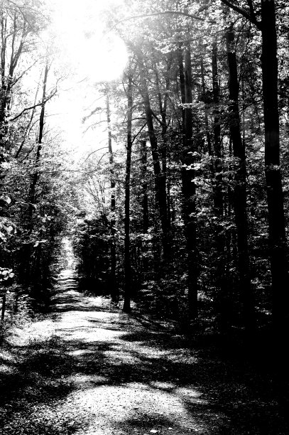 森林小径在美丽的光在黑白图片下载
