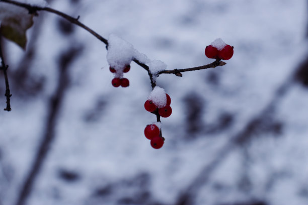 冬青果实覆盖着雪花图片下载