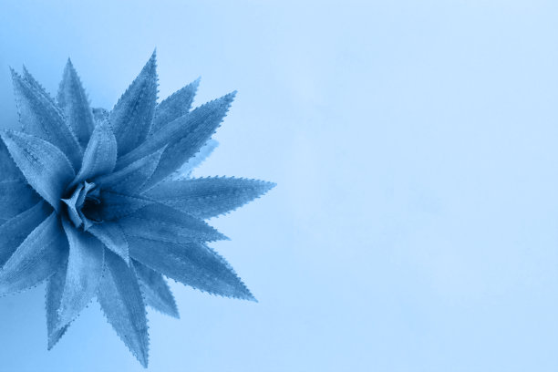 菠萝顶视图，蓝色调，良好的背景，足够的空白文字，横幅。图片下载