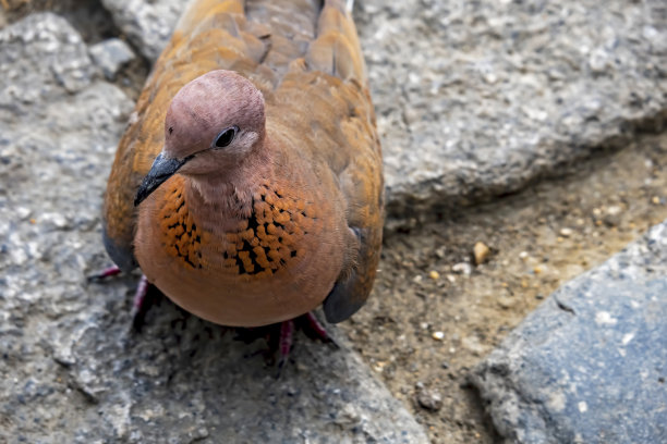 近距离观察自然界中的鸽子图片下载