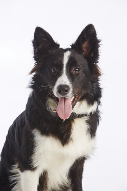 滑稽的博德牧羊犬伸出舌头图片下载